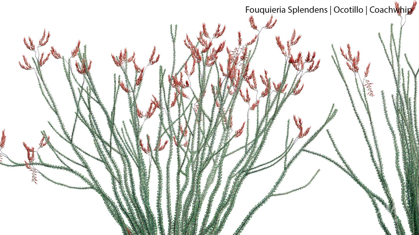 Collection 23 – Mexican Plants - Image 22