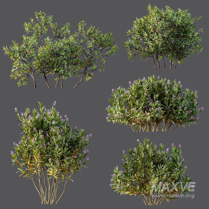 AV Nerium Oleander Laurier Kaner Rose Pink and Myrica Morella Pennsylvania Bayberry Candleberry Northern Fruit - Image 8