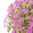 Spirea Japonica Bush 04 - Thumbnail 5
