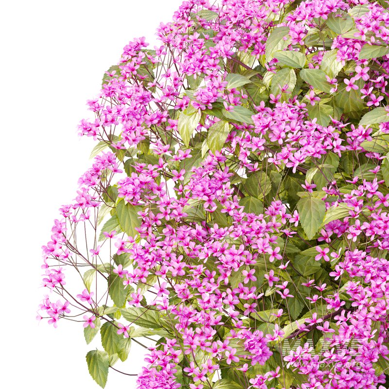 Spirea Japonica Bush 04 - Image 5