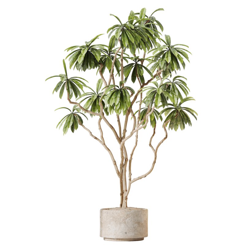 AV Indoor Plants Set 378 Arbequina Olive and Ficus Cyathistipula and Areca Palm - Image 5