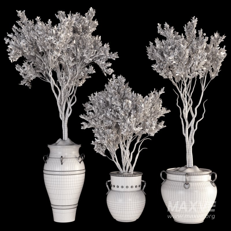 Lemon Tree in Pot Collection 028 - Image 5