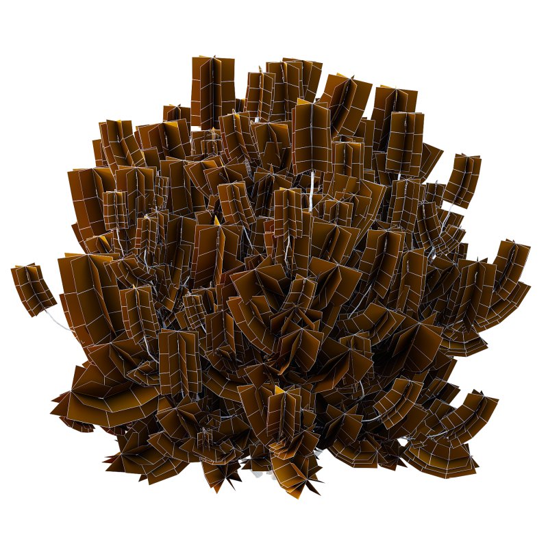 Pinus Mugo plant 01 - Image 3