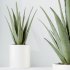 AV Indoor Plants Set 387 Aloe Vera and Olive and Peace Lily and Deliciosa Large Leaf - Thumbnail 4