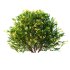ntal shrubs, designed with botanical precision for photorealistic exterior rendering. - Thumbnail 6