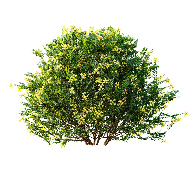 ntal shrubs, designed with botanical precision for photorealistic exterior rendering. - Image 6
