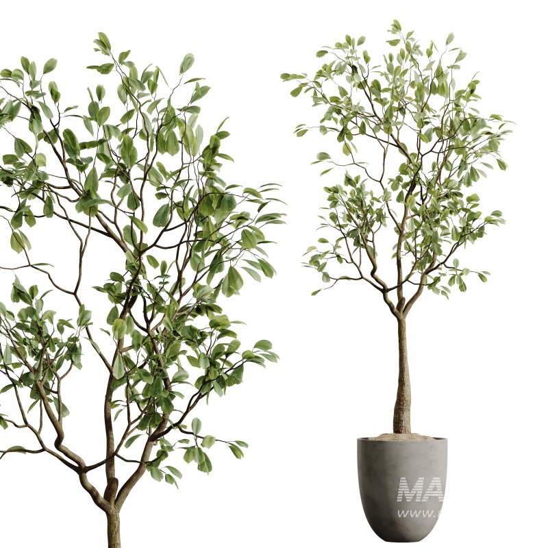 AV Indoor Plants Set 395 Yucca Elephantipes and Briful Pachira and Ficus Elastica and Japandi Decorative - Image 3