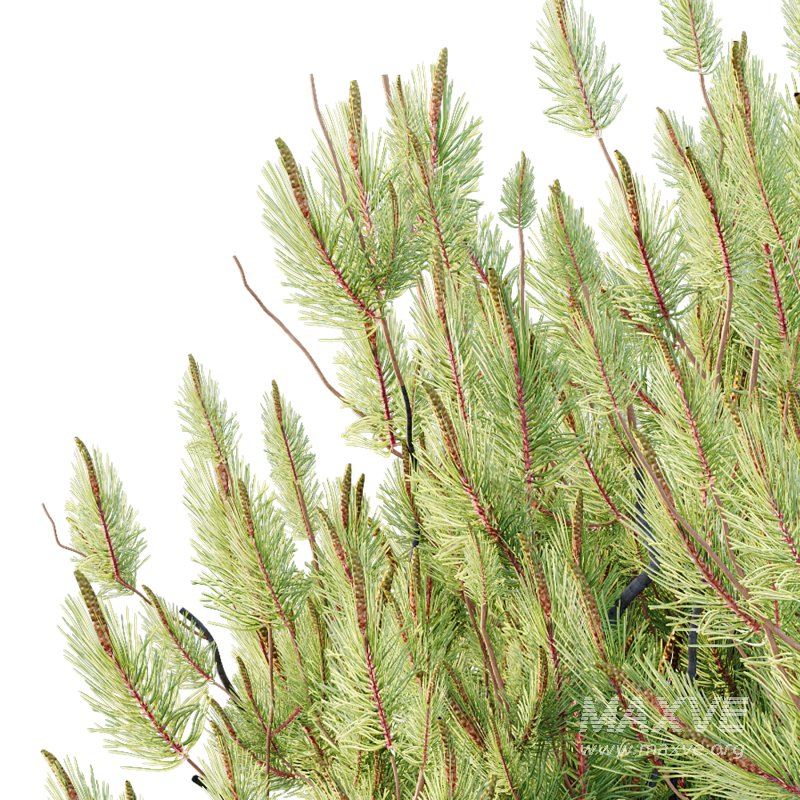 Pinus Mugo plant 04 - Image 7