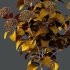 hydrangea arborescens Bush 09 - Thumbnail 7