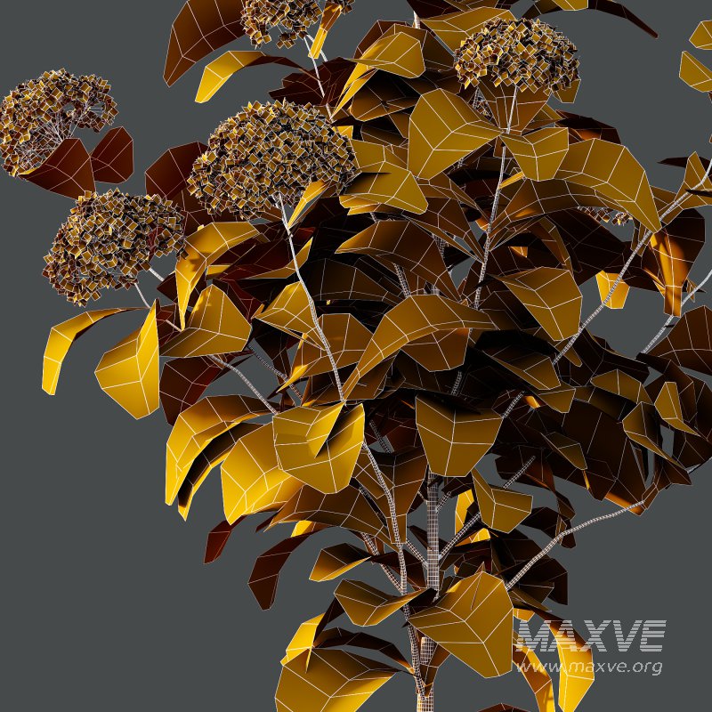 hydrangea arborescens Bush 09 - Image 7