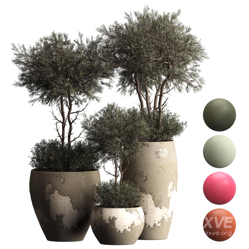 Indoor plant 074 - Image 1