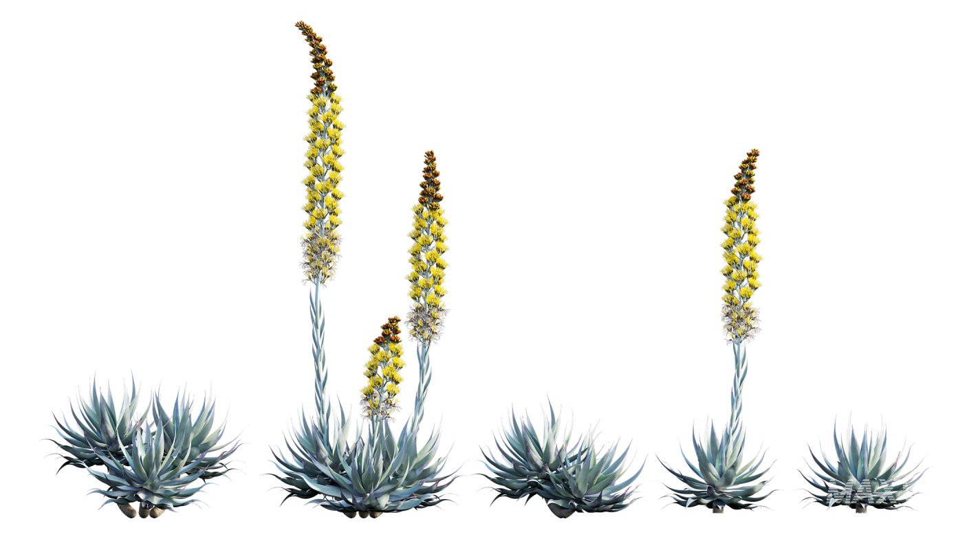 Collection 22 – Australian Plants - Image 17