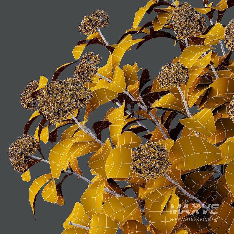 hydrangea arborescens Bush 08 - Image 4