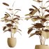 AV Indoor Plants Set 389 Ficus lyrata Fiddle Leaf and Yucca Aloifolia Rostrata and Ficus Dracaena Marginata - Thumbnail 9