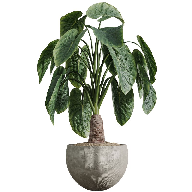AV Indoor Plants Set 386 Warneckii Lemon and Ficus Cyathistipula and Cunjevoi Jardin and Olive Eucalyptus - Image 1