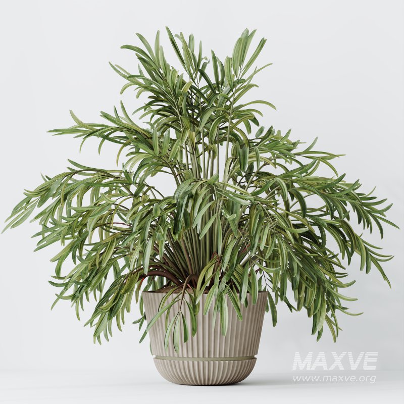 AV Indoor Plants Set 396 Dypsis Lutescens and Ficus Cyathistipula and Cyara Areca Palm - Image 1