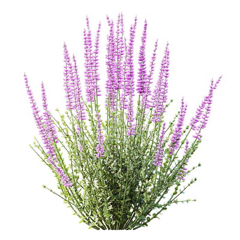 AV Spring bushes Spiraea Cinerea Grefsheim Flowering and Calluna Vulgaris Helena - Image 3