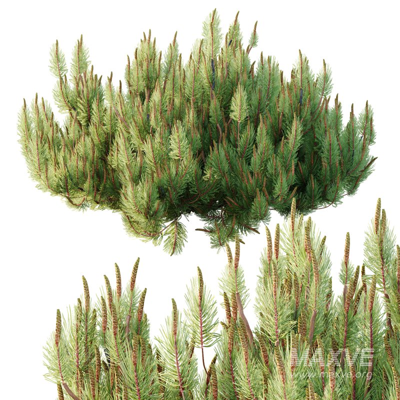 Pinus Mugo plant 03 - Image 5