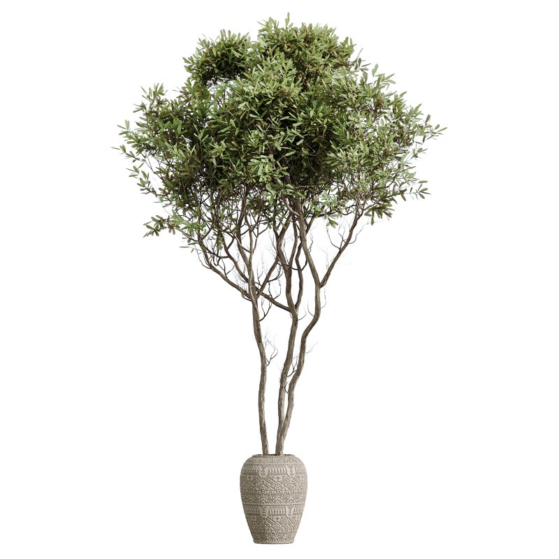 AV Indoor Plants Set 376 Arbequina Olive and Ficus Binnendijkii and Euphorbia Drupifera - Image 4