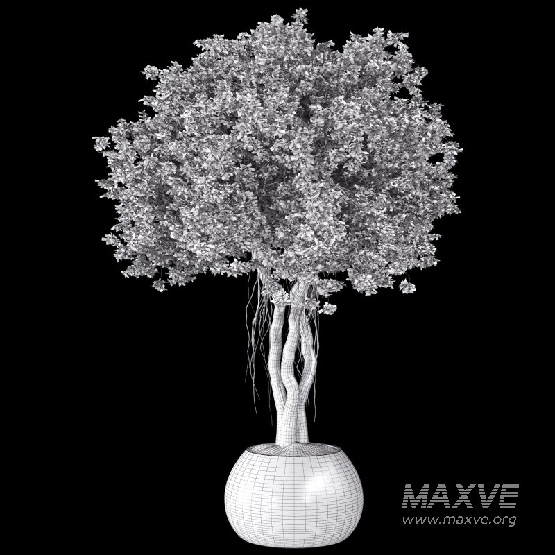 Indoor Plant Set 031 - Image 4