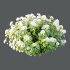 hydrangea arborescens Bush 02 - Thumbnail 3