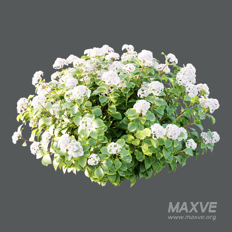 hydrangea arborescens Bush 02 - Image 3