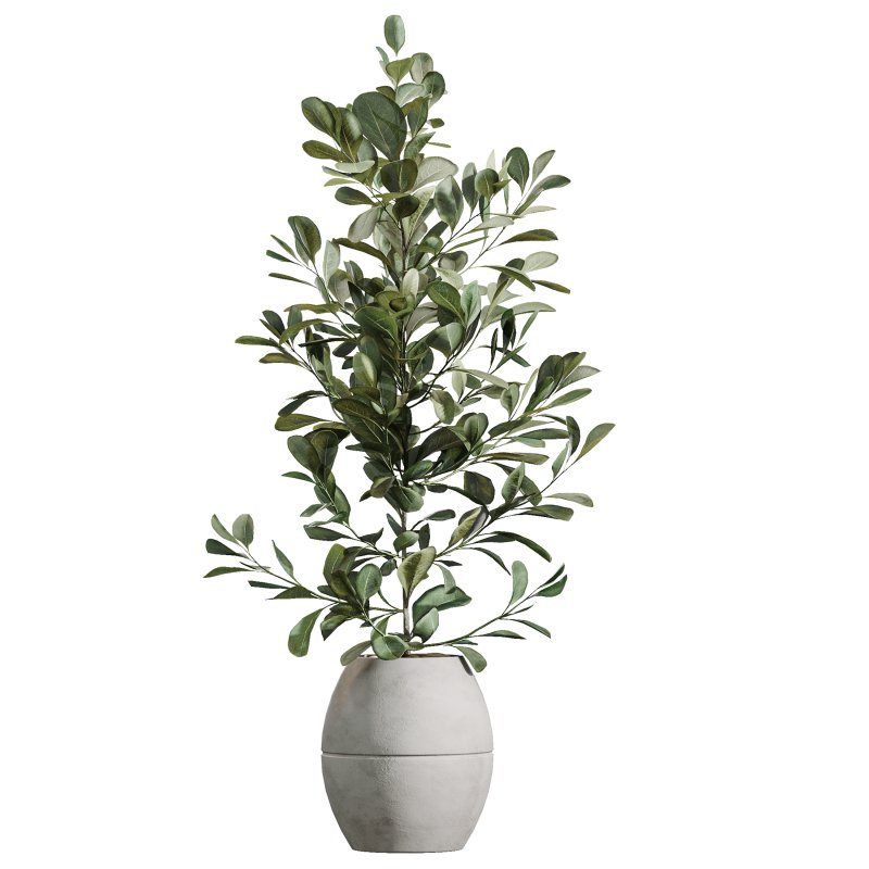 AV Indoor Plants Set 371 Japandi Decorative and Mandarin Citrus and Ficus microcarpa and Ficus Elastica - Image 2