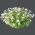 hydrangea arborescens Bush 08 - Thumbnail 2