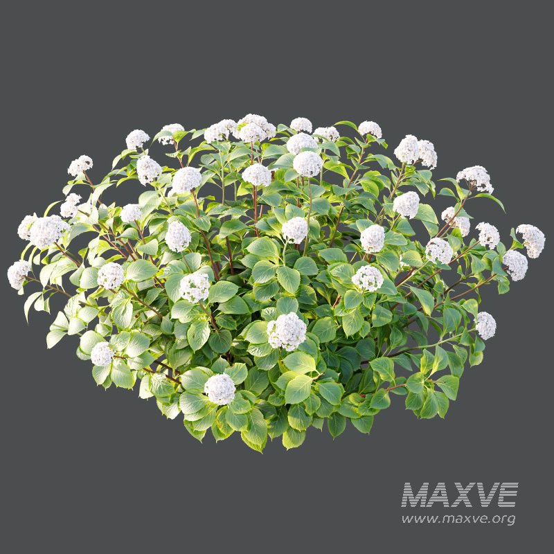 hydrangea arborescens Bush 08 - Image 2