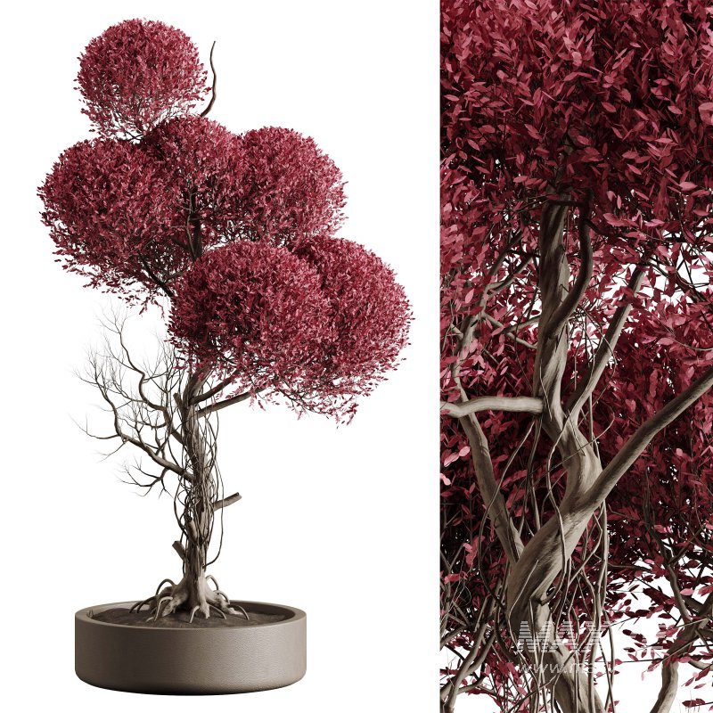 Indoor plant 076 - Image 3