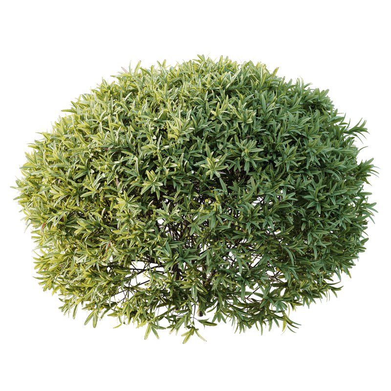ntal shrubs, carefully crafted for high-quality landscape and architectural visualization. - Image 3