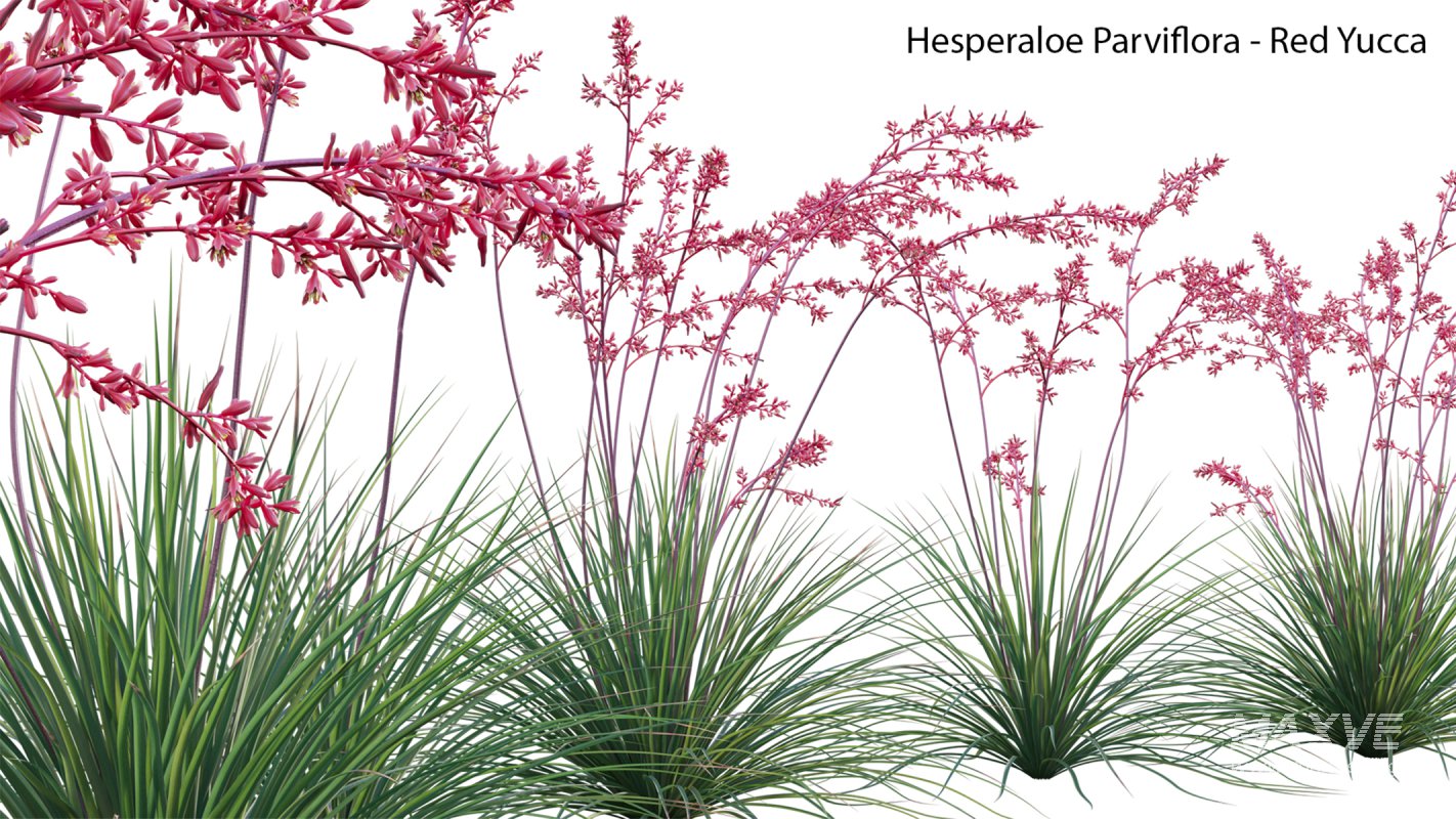 Collection 23 – Mexican Plants - Image 27