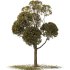 Autumn Shaped Tree - Thumbnail 2