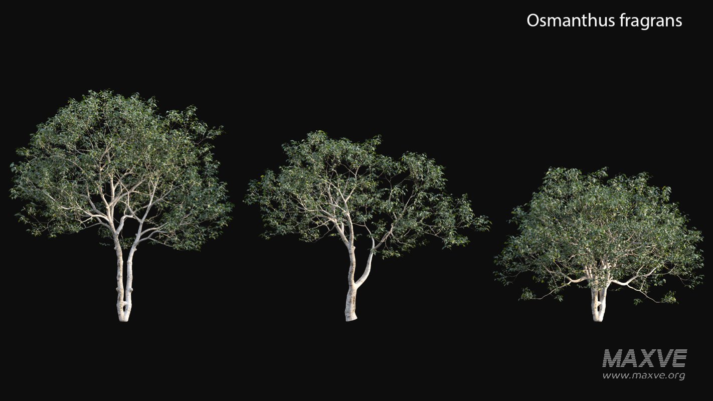 Collection 18 – Chinese garden - Image 24