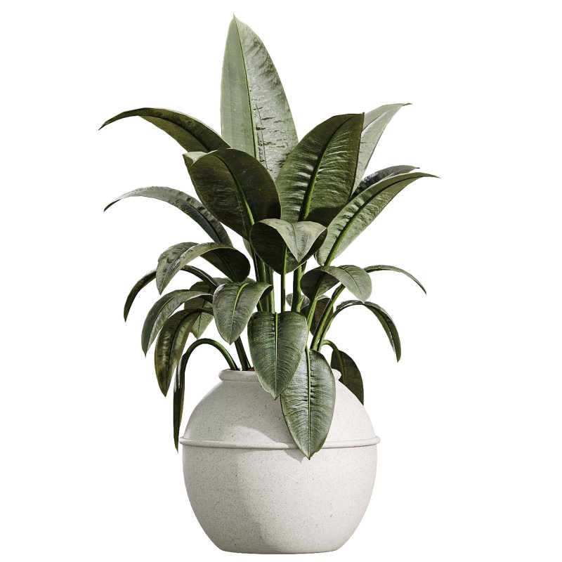 AV Indoor Plants Set 391 Olive and Banana and Spineless Yucca and Ficus Elastica - Image 4