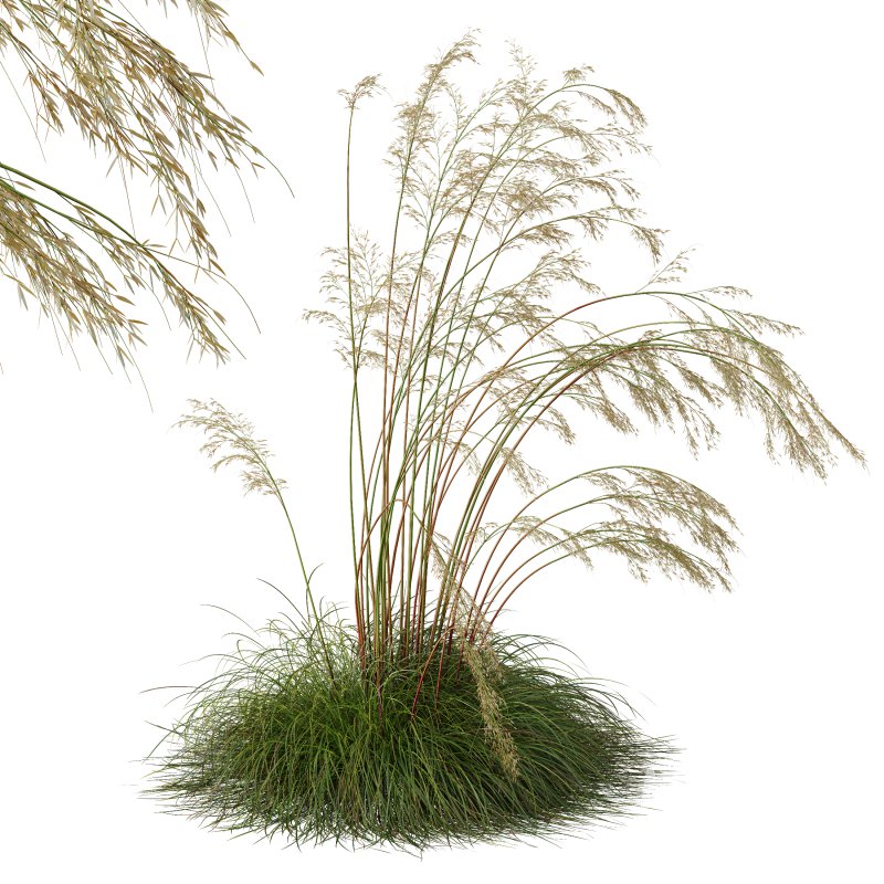 ntal grass prized for its tall, arching stems crowned with golden seed heads. This 3D model set includes six unique variations of the plant, meticulously designed to capture the natural elegance and movement of its fine, feathery plumes. Perfect for modern garden scenes, landscape visualizations, or architectural exteriors, each model brings depth, realism, and a gentle sense of motion to your render. - Image 8