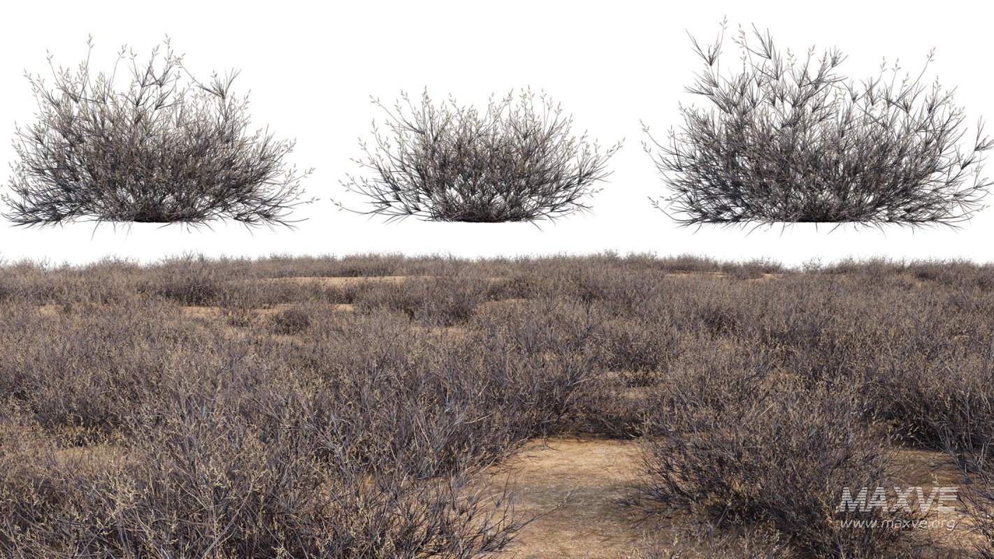 Collection 23 – Mexican Plants - Image 33