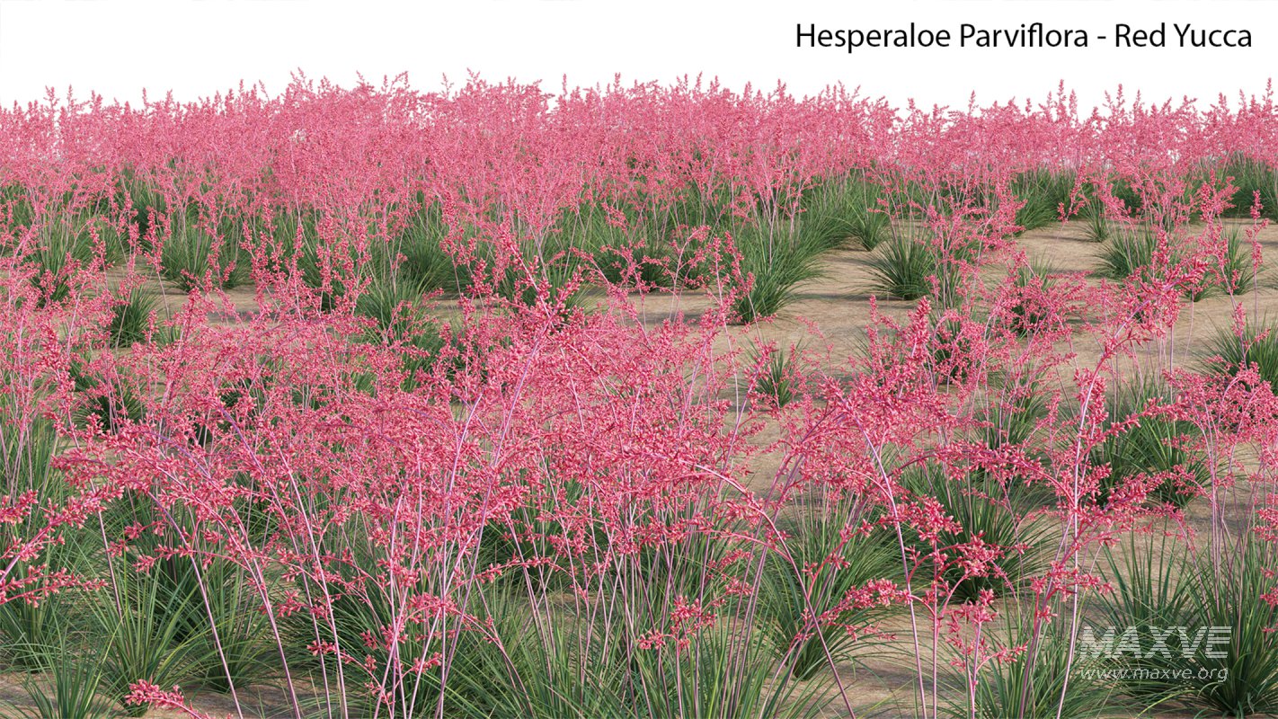 Collection 23 – Mexican Plants - Image 30