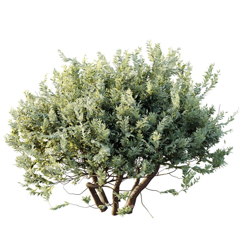 ntal shrub highly valued for its decorative foliage and sculptural form. Its dense crown of silver-green leaves and textured branches makes it a perfect choice for elegant gardens, modern courtyards, and naturalistic landscapes. Native to southern Europe, this shrub is both resilient and beautiful, offering authentic Mediterranean charm. Designed with detailed 4K textures and optimized topology, this model is ideal for high-quality architectural visualization, outdoor renders, and landscape design projects. - Image 1