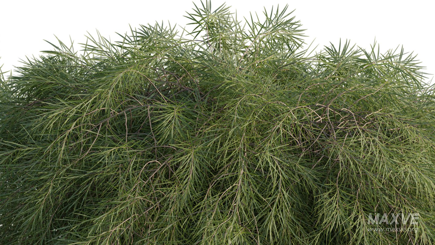 Collection 22 – Australian Plants - Image 25