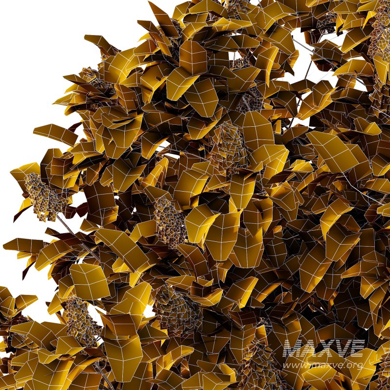 Lilac Syringa Vulgaris Tree 03 - Image 3