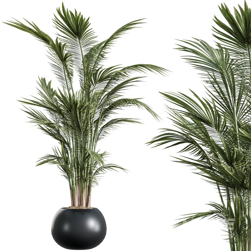 AV Indoor Plants Set 356 ParadiseBird and Arbequina Olive and Areca Palm and Rhapis Excelsa - Image 2
