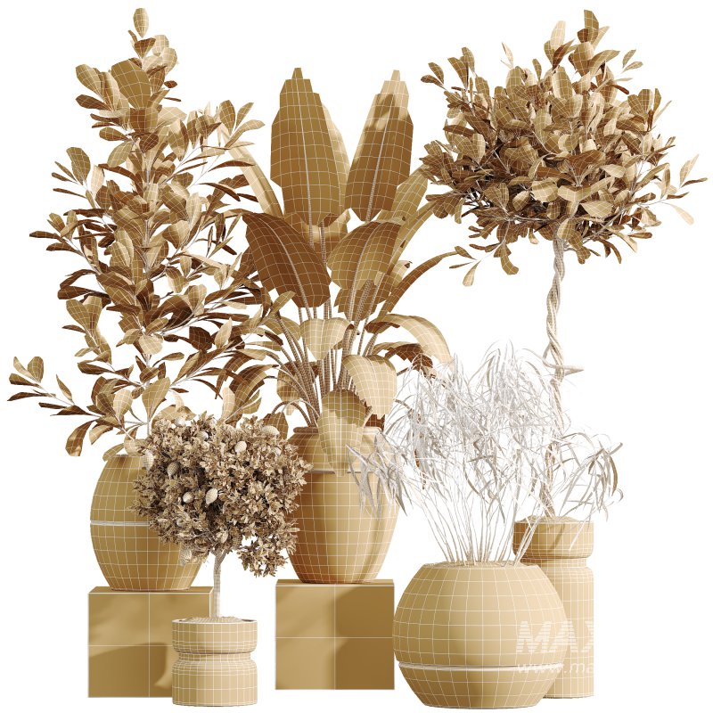 AV Indoor Plants Set 371 Japandi Decorative and Mandarin Citrus and Ficus microcarpa and Ficus Elastica - Image 7