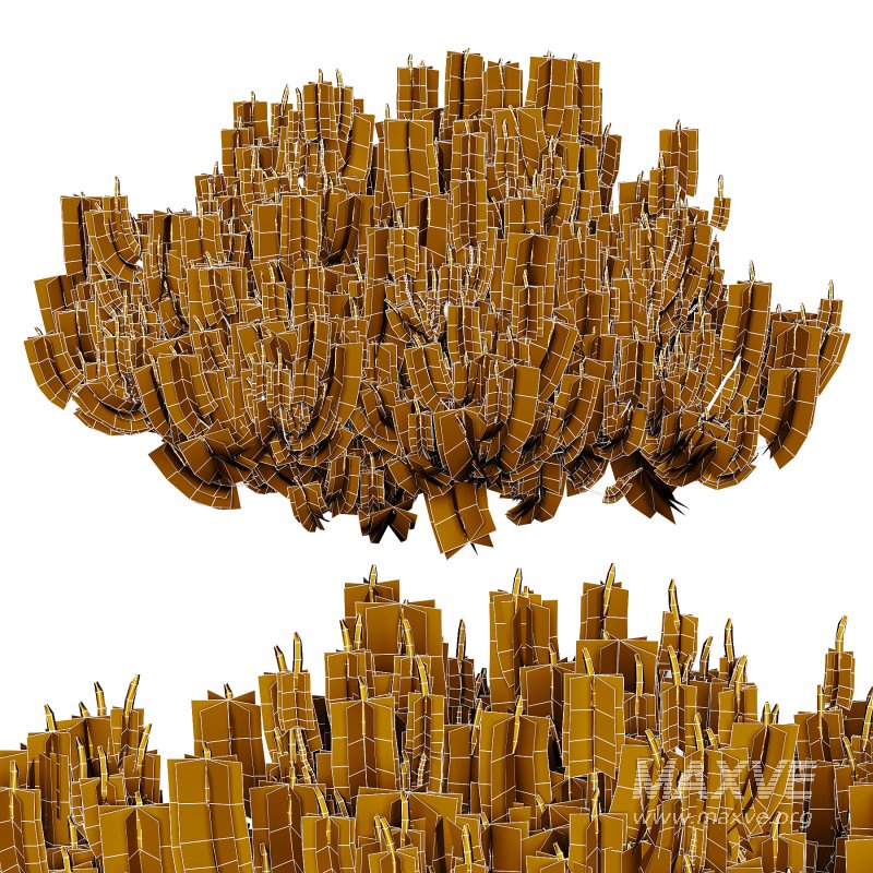 Pinus Mugo plant 03 - Image 3