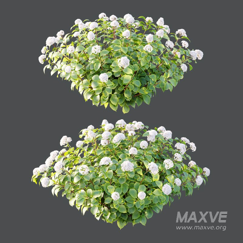 hydrangea arborescens Bush 08 - Image 1