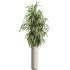 AV Indoor Plants Set 393 Spathiphyllum Wallisii and Ficus Binnendijki and Schefflera Arboricola and Japandi Decorative - Thumbnail 4