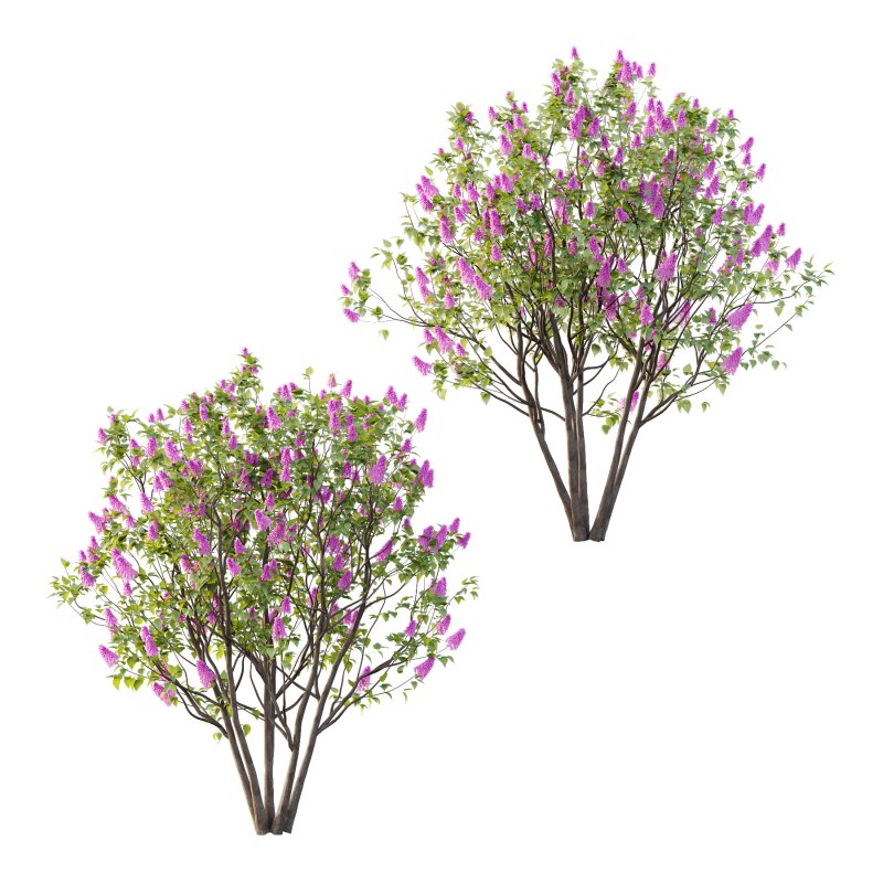 Lilac Syringa Vulgaris Tree 07 - Image 1