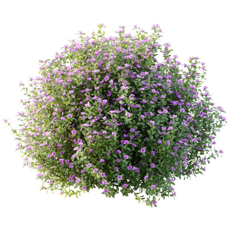 Leucophyllum frutescens Bush 10 - Image 1