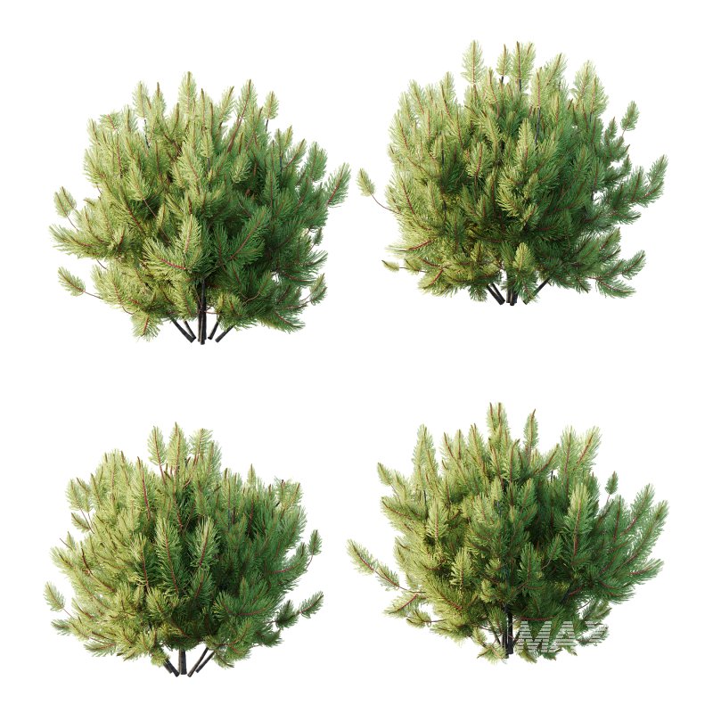 Pinus Mugo plant 01 - Image 1
