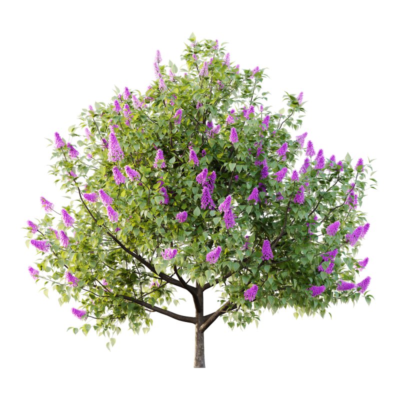 Lilac Syringa Vulgaris Tree 03 - Image 2